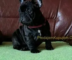 Francuski Buldog PRELEPI štenci - 2