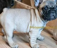 Francuski Buldog PRELEPI štenci - 3