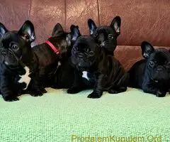 Francuski Buldog PRELEPI štenci - 4