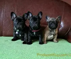 Francuski Buldog PRELEPI štenci - 5