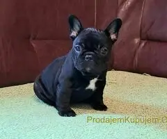 Francuski Buldog PRELEPI štenci - 6