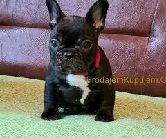 Francuski Buldog PRELEPI štenci - 7