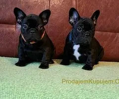 Francuski Buldog PRELEPI štenci - 8