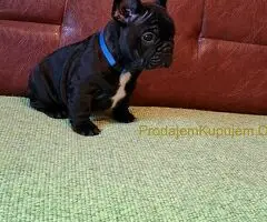 Francuski Buldog PRELEPI štenci - 9