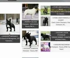 Francuski Buldog PRELEPI štenci - 10