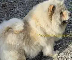 Cau cau chow chow stenci - 2