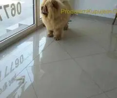 Cau cau chow chow stenci - 3