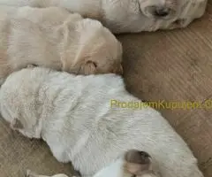 Cau cau chow chow stenci - 4