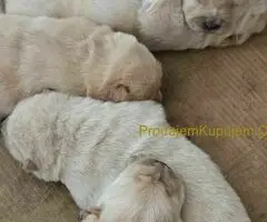 Cau cau chow chow stenci - 5