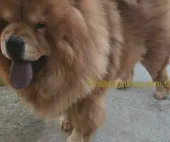 Cau cau chow chow stenci