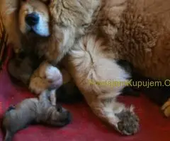 Cau cau chow chow stenci