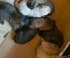 Cau cau chow chow stenci