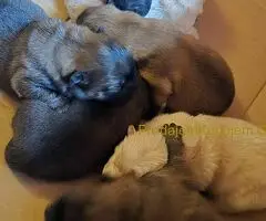 Cau cau chow chow stenci