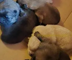 Cau cau chow chow stenci - 6