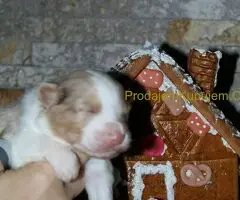 Australijski ovčar štenci