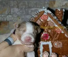 Australijski ovčar štenci