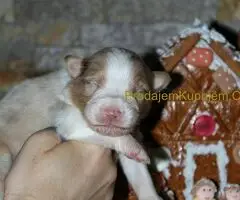 Australijski ovčar štenci