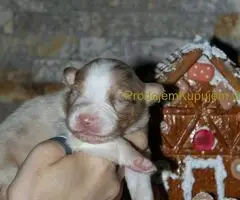 Australijski ovčar štenci - 6