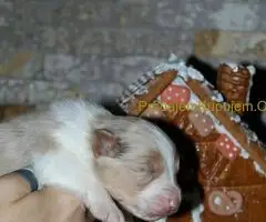 Australijski ovčar štenci - 7