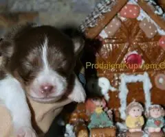 Australijski ovčar štenci - 8