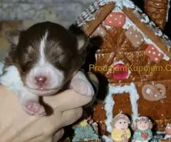 Australijski ovčar štenci - 9