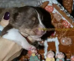 Australijski ovčar štenci - 10