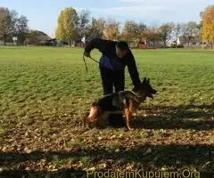 Nemački Ovčar TOP PONUDA