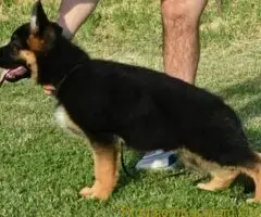 Nemački Ovčar TOP PONUDA