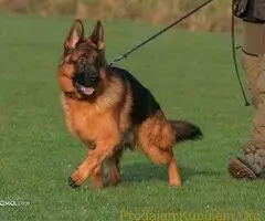 Nemački Ovčar TOP PONUDA