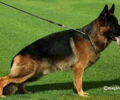 Nemački Ovčar TOP PONUDA