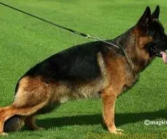 Nemački Ovčar TOP PONUDA