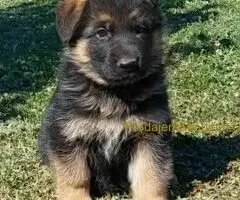 Nemački Ovčar TOP PONUDA - 6