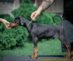 Doberman štenci