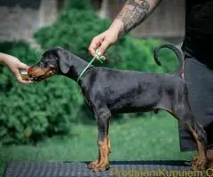 Doberman štenci