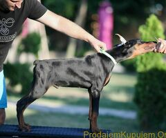 Doberman štenci