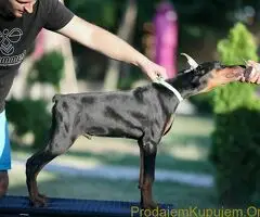Doberman štenci