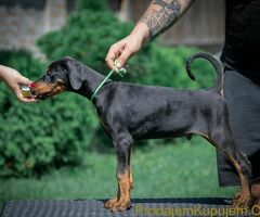 Doberman štenci