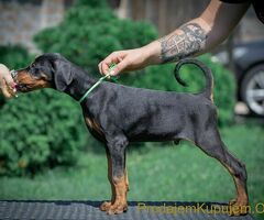 Doberman štenci
