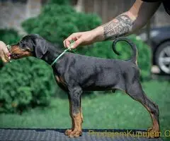 Doberman štenci