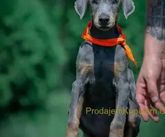 Doberman štenci - 6