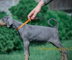 Doberman štenci - 7