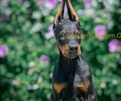 Doberman štenci - 8