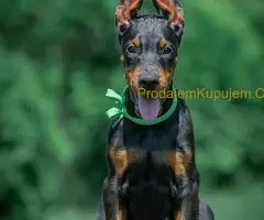 Doberman štenci - 9