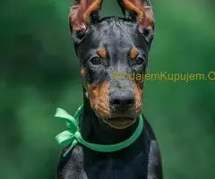 Doberman štenci - 10