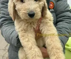 Standard Kraljevska Pudla štenci - 2