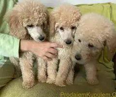 Standard Kraljevska Pudla štenci - 3