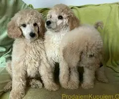 Standard Kraljevska Pudla štenci - 4