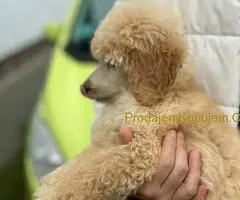 Standard Kraljevska Pudla štenci - 5