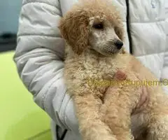 Standard Kraljevska Pudla štenci - 6