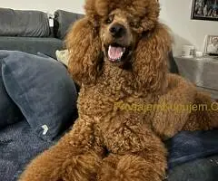 Standard Kraljevska Pudla štenci - 7